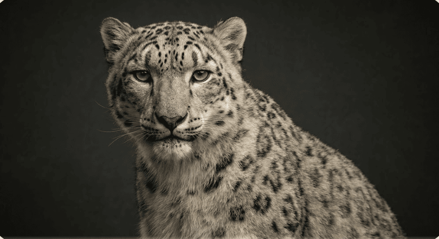 Orion portrait