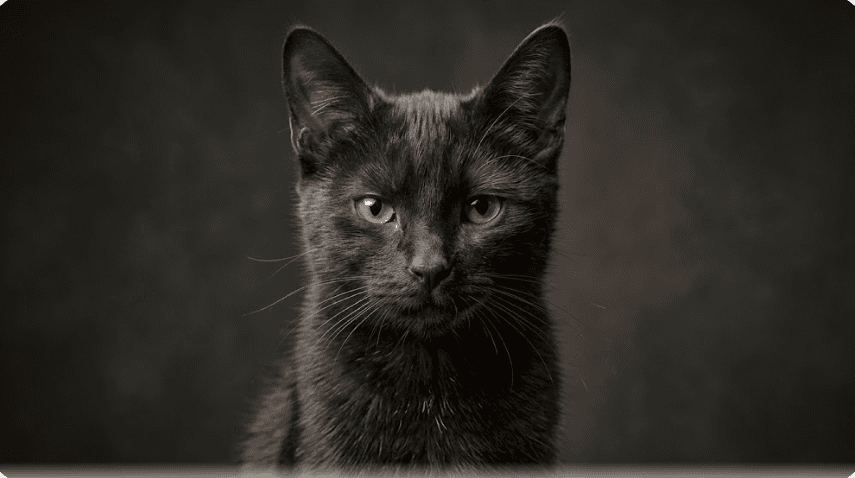 Sable portrait