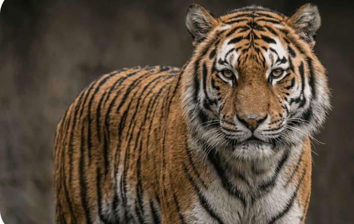 Sultan portrait