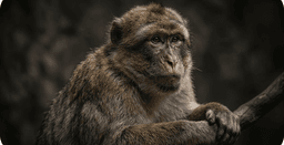 Kito portrait