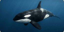 Onyx portrait
