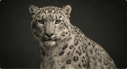 Orion portrait