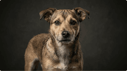 Scout portrait